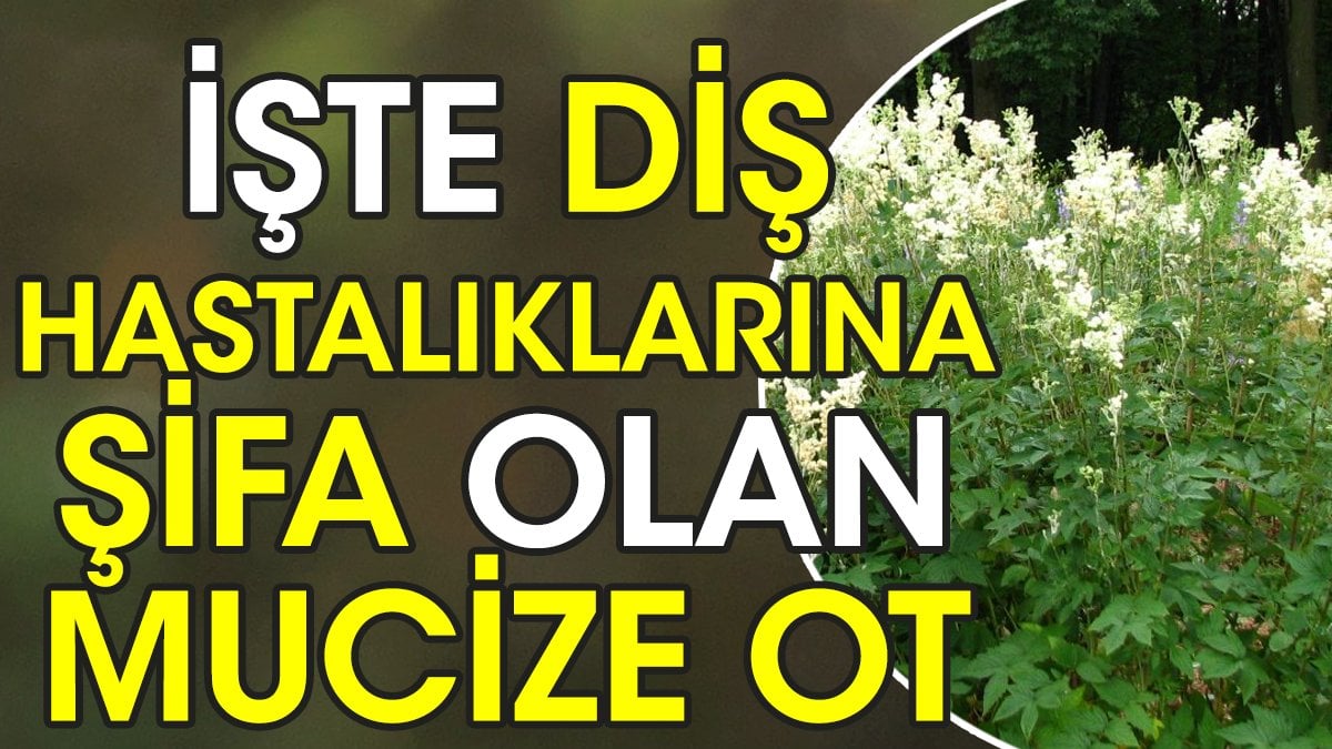 İşte diş hastalıklarına şifa olan mucize ot