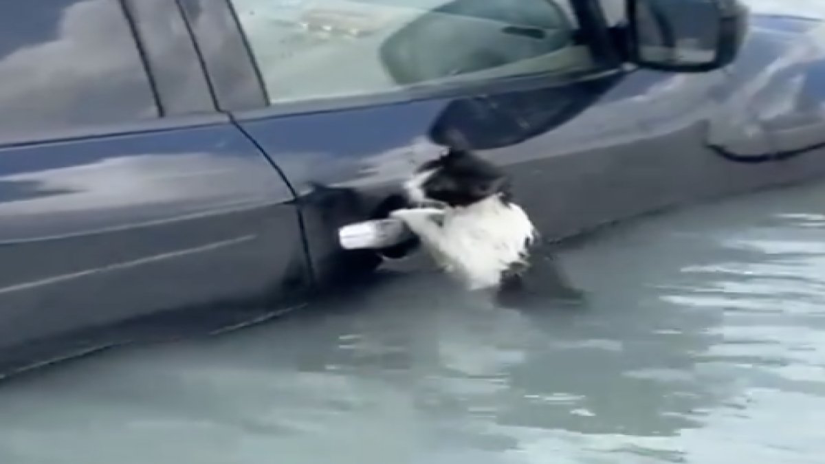 Dubai'de yağışta mahsur kalan kedinin kurtarılma anları duygulandırdı