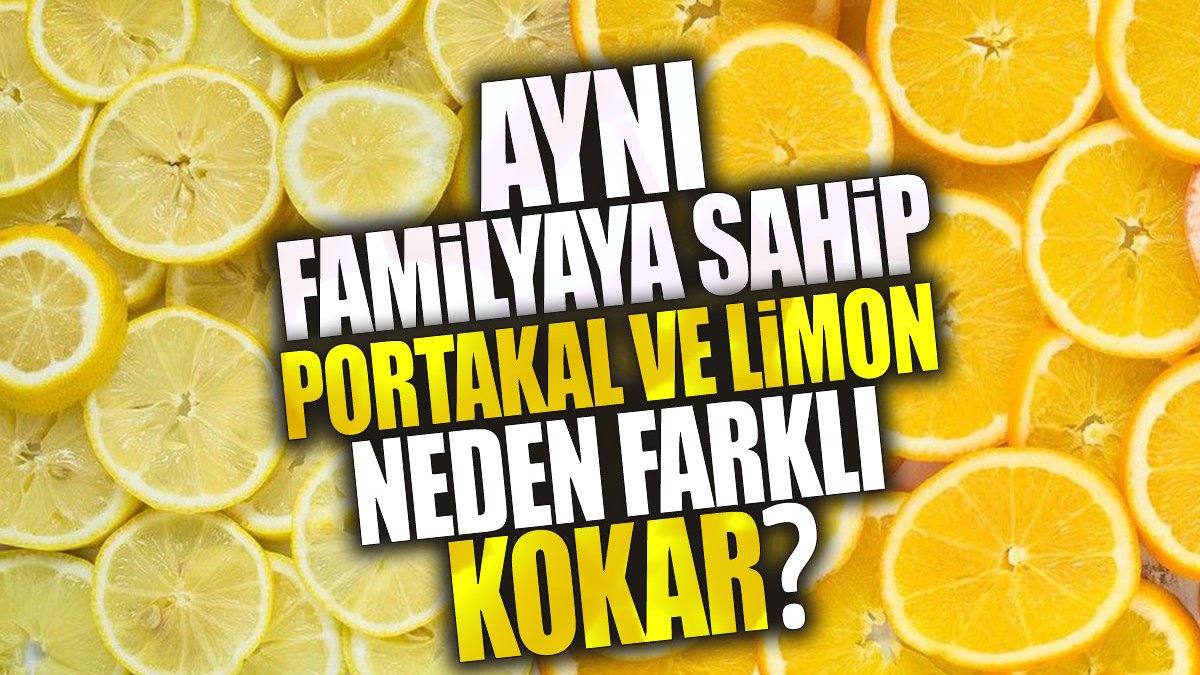 Aynı familyaya sahip portakal ve limon neden farklı kokar?