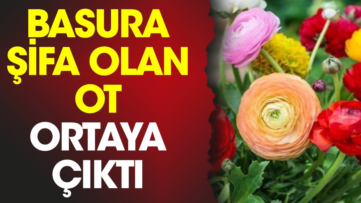 Basura şifa olan ot ortaya çıktı