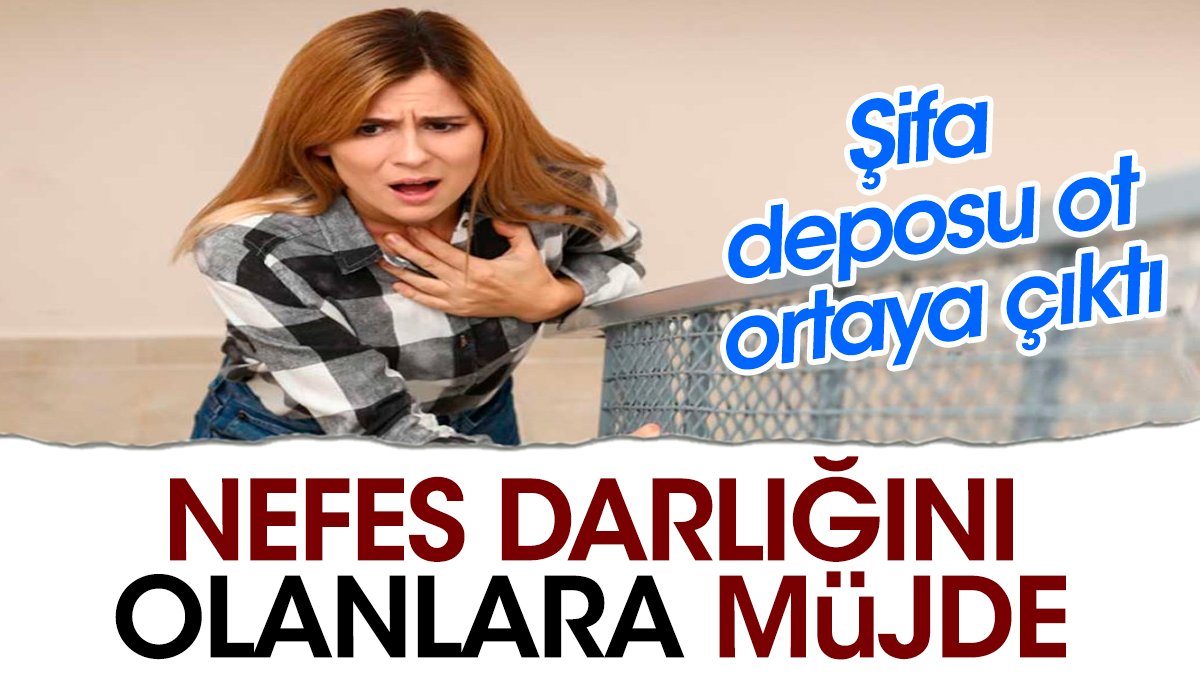 Nefes darlığını olanlara müjde. Şifa deposu ot ortaya çıktı