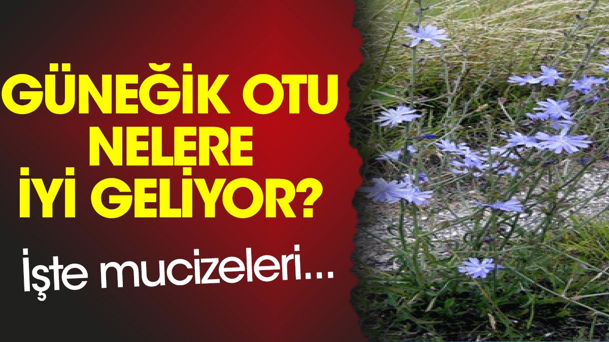 Güneğik otu nelere iyi geliyor? İşte mucizeleri...