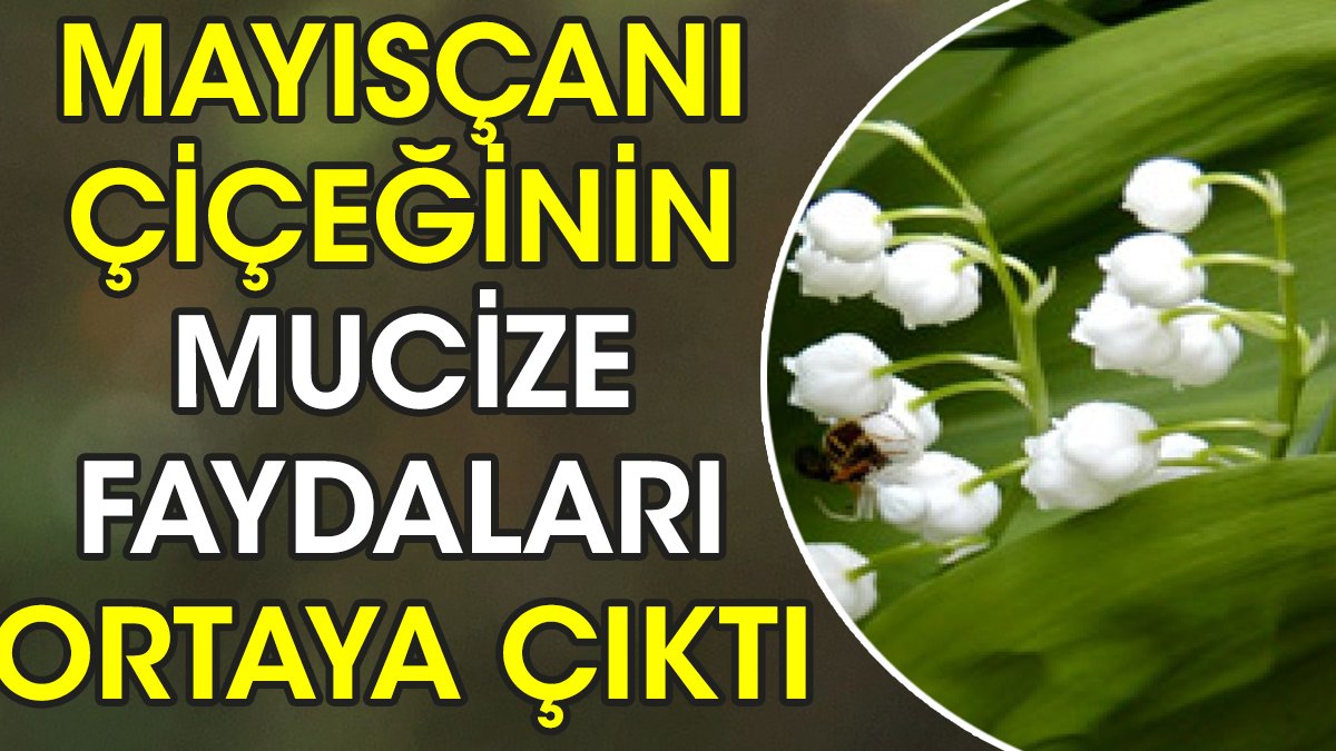 Mayısçanı çiçeğinin mucize faydaları ortaya çıktı