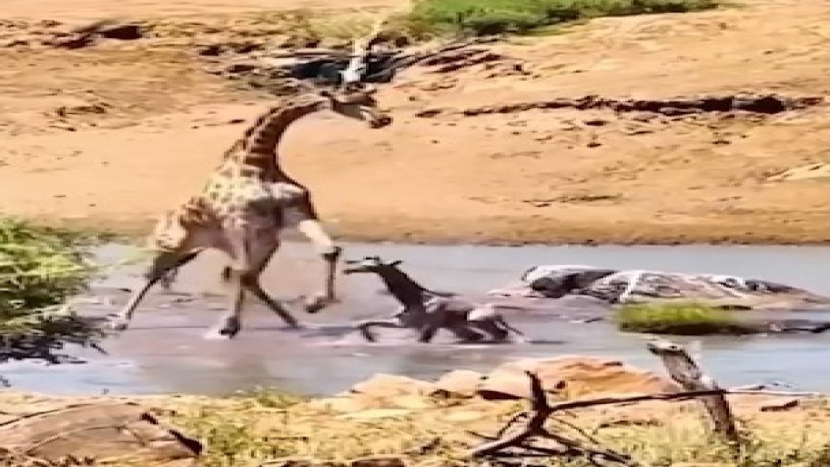 Anne zürafa yavrusunu döverek katletti!