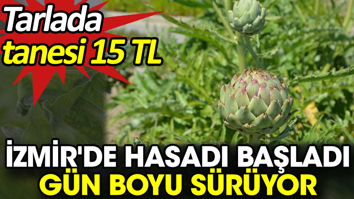 İzmir'de hasadı başladı gün boyu sürüyor. Tarlada tanesi 15 TL