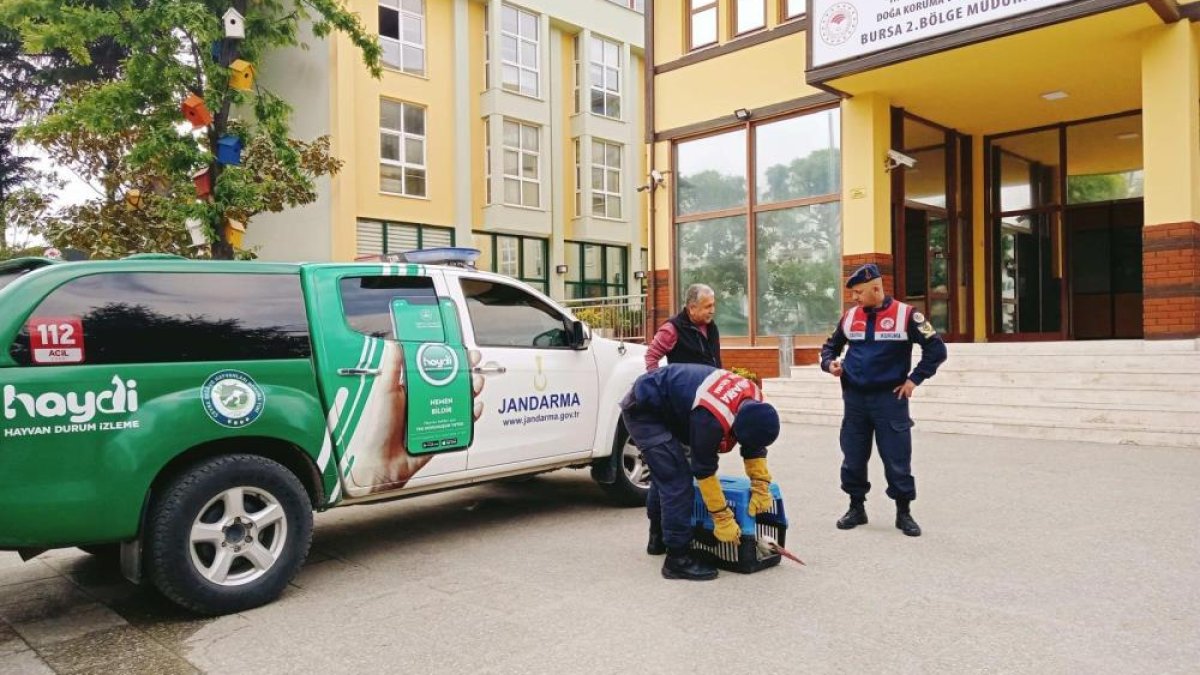 Jandarma ekipleri yaralı leyleği kurtardı