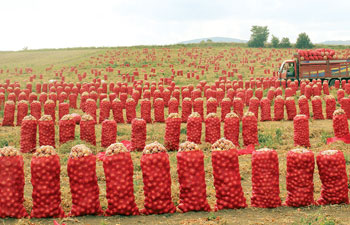 Amasya'da soğan üretimi arttı