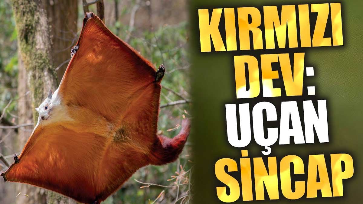 Kırmızı Dev: Uçan Sincap