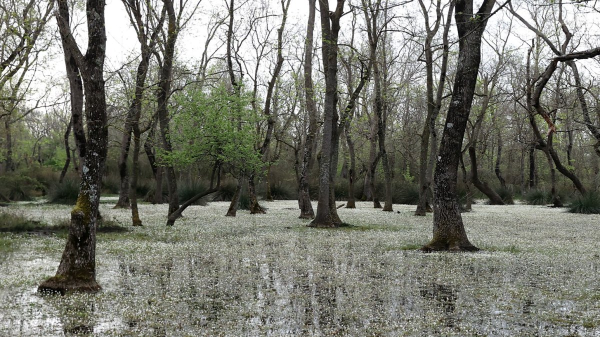 Kızılırmak Deltası'nda açan 'su papatyaları' büyüledi