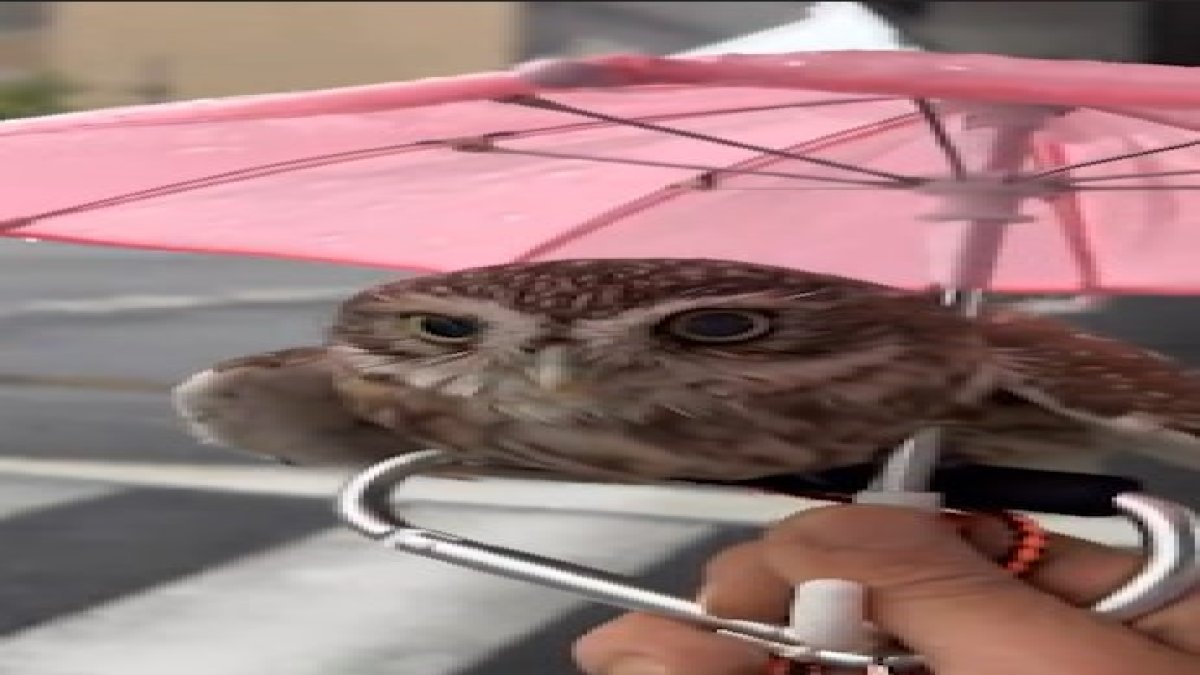 Küçük şemsiyesiyle gezen baykuş sosyal medyada viral oldu
