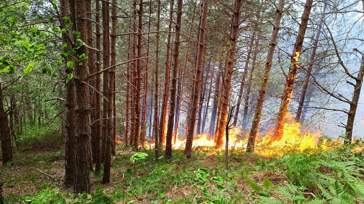 Kastamonu'da orman yangını