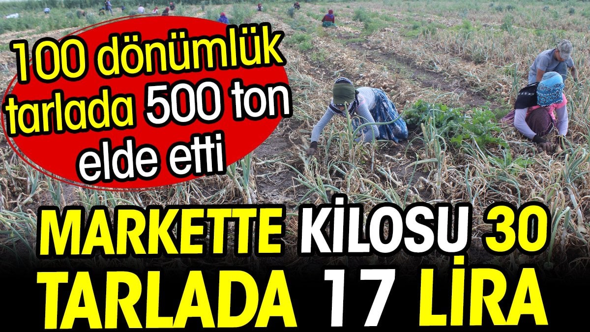 Kilosu markette 30 tarlada 17 liradan gidiyor! 100 dönümlük tarlada 500 ton elde etti