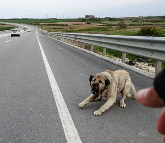 Sokak köpeğinden kaçan genç kız ayağını kırdı