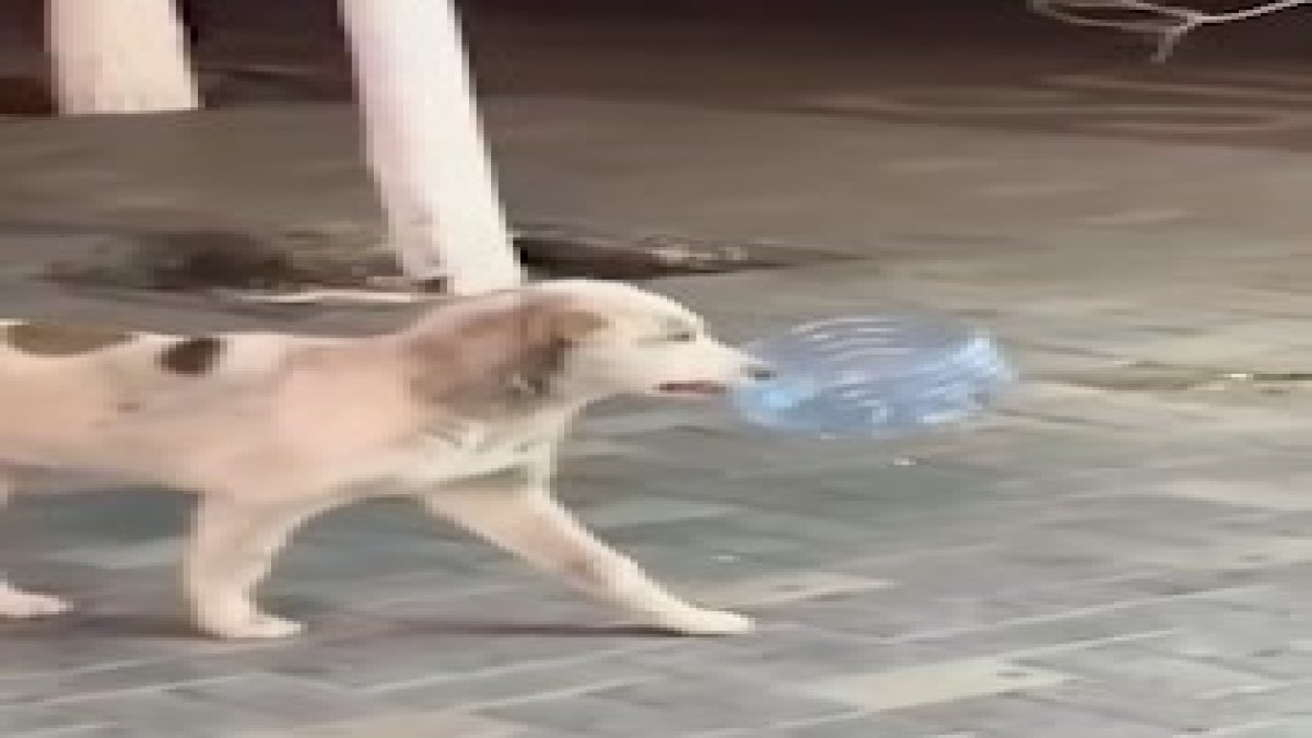 Susayan sokak köpeği ağzındaki su kabıyla su istedi