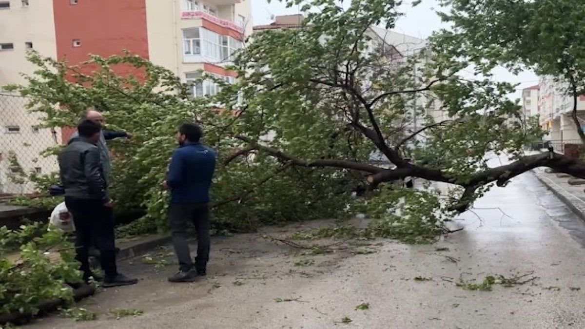 Yozgat'ta şiddetli rüzgar kayısı ağacını devirdi