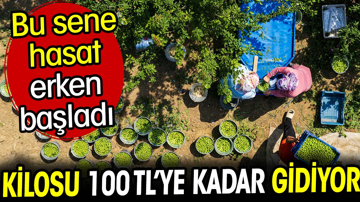 Kilosu 100 TL'ye kadar gidiyor. Hasadı bu sene erkenden başladı