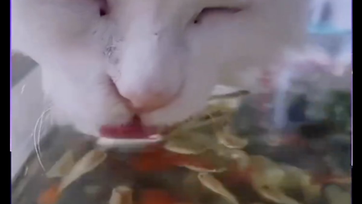 Komik kedi hareketi: Akvaryumdan su içerken balıkları yiyen kedi