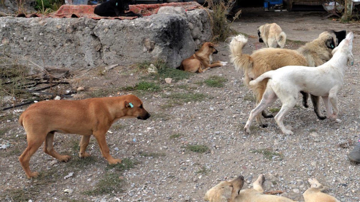 Sokak köpekleri mahalleliyi canından bezdirdi