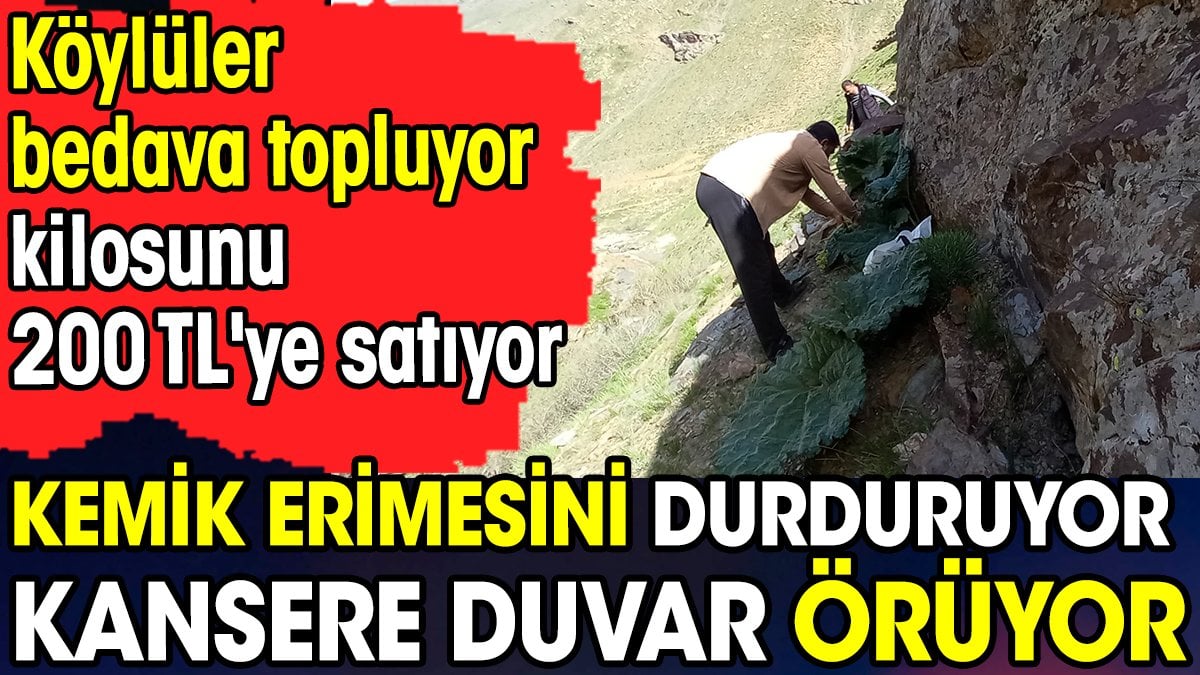 Kemik erimesini durduruyor kansere duvar örüyor. Köylüler bedava topluyor kilosunu 200 TL'ye satıyor