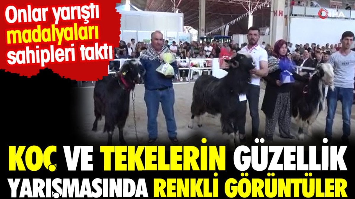 Koç ve Tekeler güzellik yarışmasından renkli görüntüler