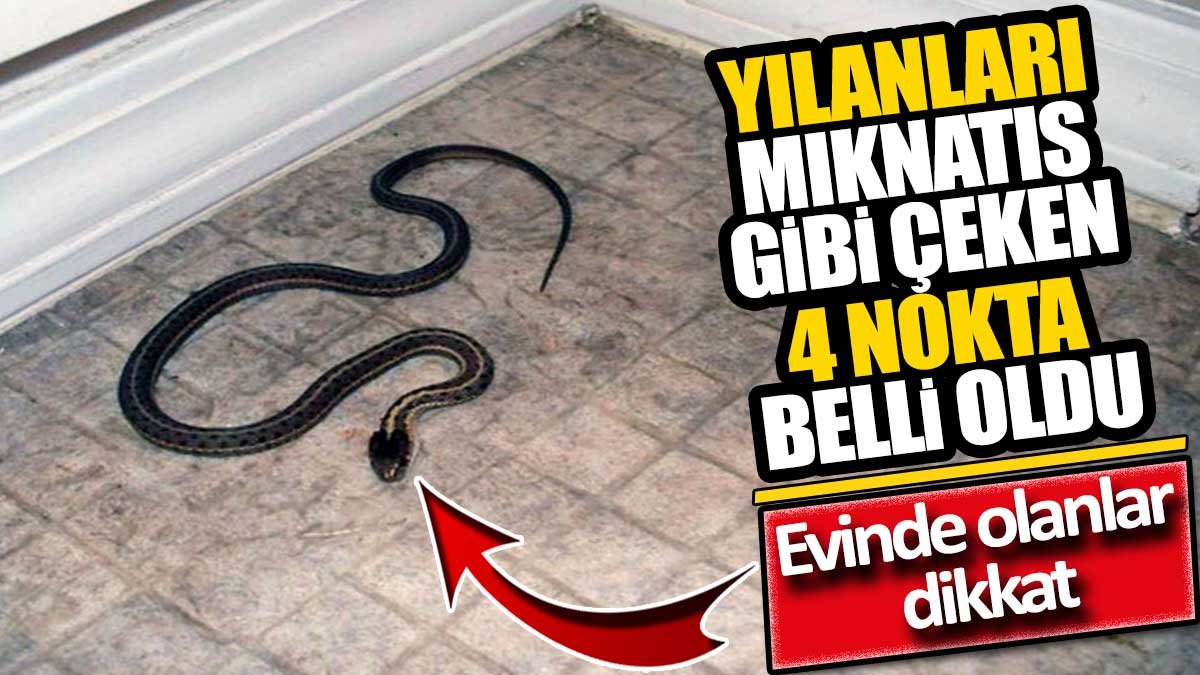 Yılanları mıknatıs gibi çeken 4 nokta belli oldu! Evinde olanlar dikkat