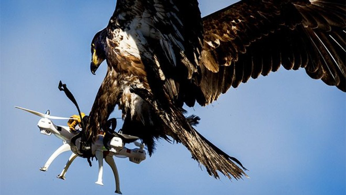 Drone avlamak için eğitilen kartallar