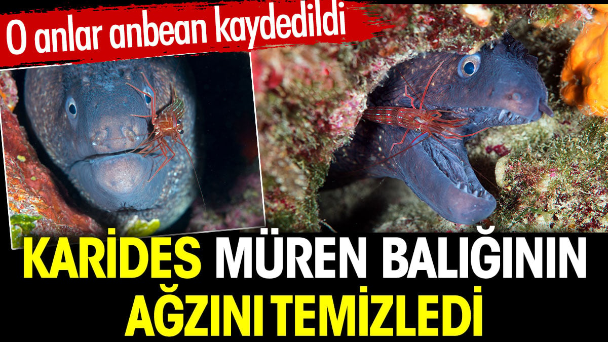 Karides müren balığının ağzını temizledi. O anlar anbean kaydedildi