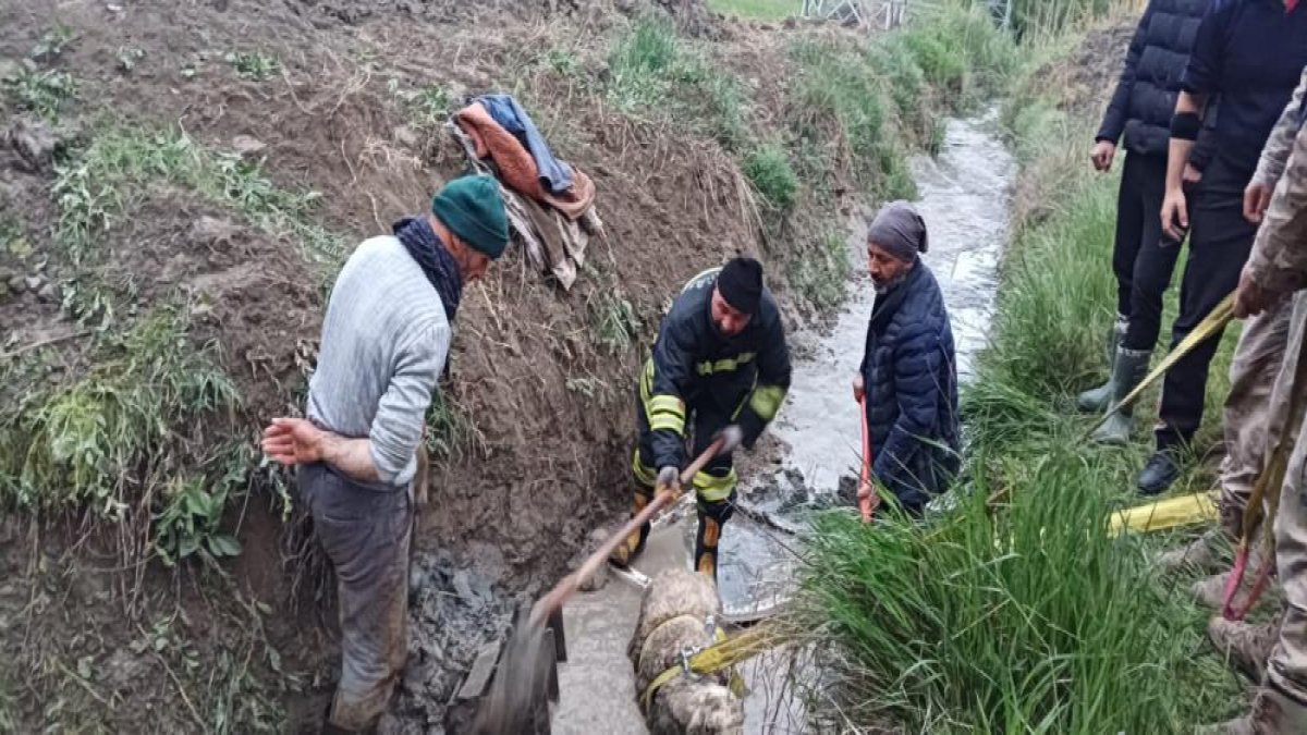 Sulama kanalına düşen koyun kurtarıldı