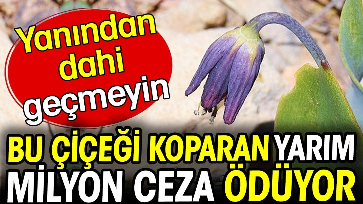 Bu iki çiçeği koparan yarım milyon lira ödüyor. Yanından dahi geçmeyin