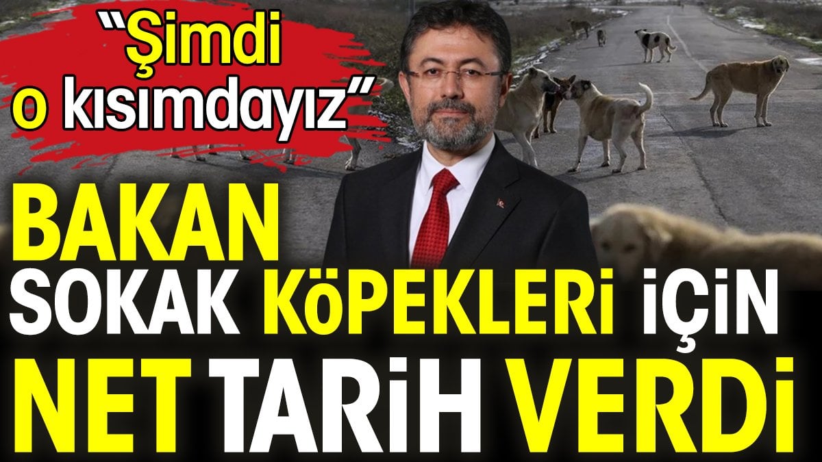 Bakan sokak köpekleri için net tarih verdi. 'Şimdi o kısımdayız'