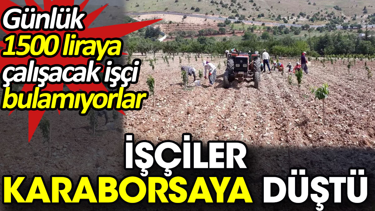 İşçiler karaborsaya düştü. Günlük 1500 liraya çalışacak işçi bulamıyorlar