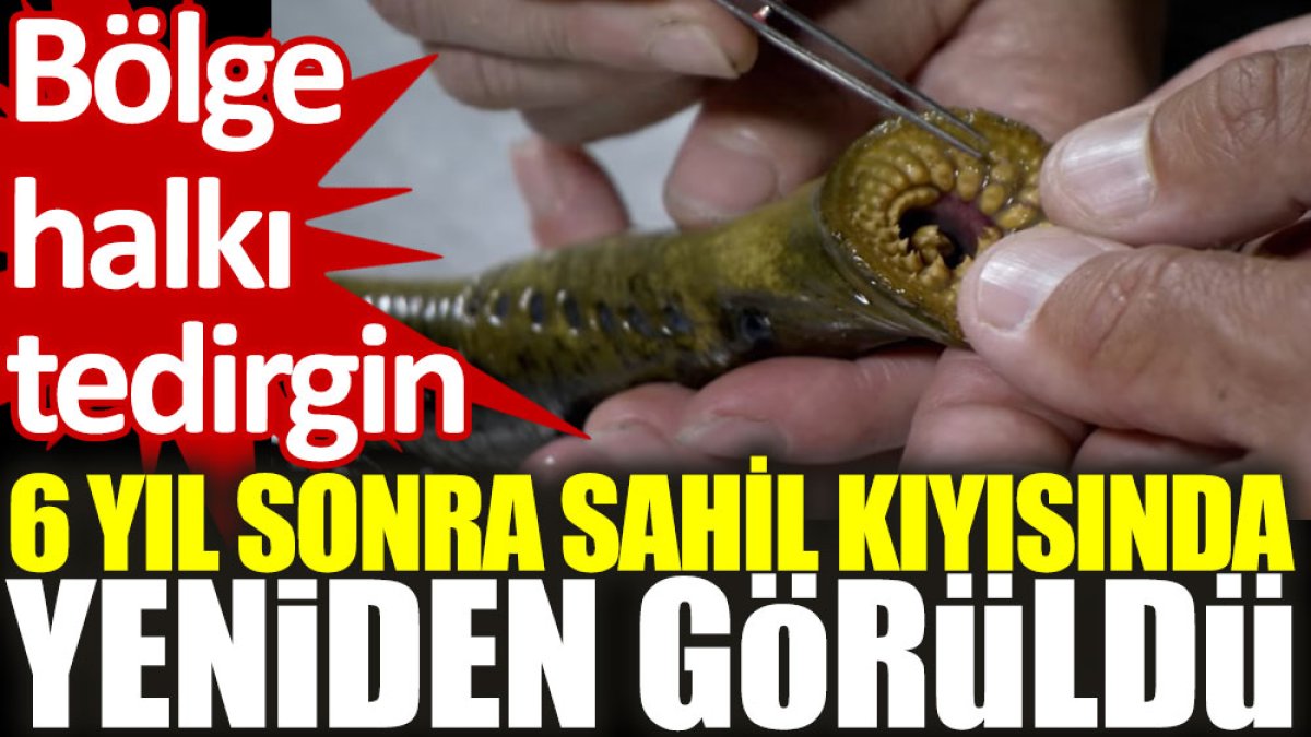 Bölge halkı tedirgin: 6 yıl sonra sahil kıyısında yeniden görüldü