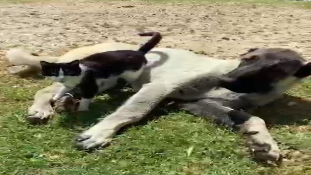 Kedi ile kangalın dostluğu görenleri şaşırttı