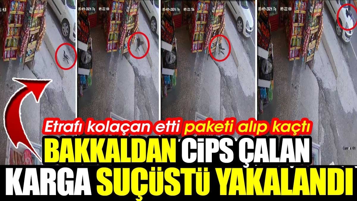 Bakkaldan cips çalan karga suçüstü yakalandı! Etrafı kolaçan etti paketi alıp kaçtı