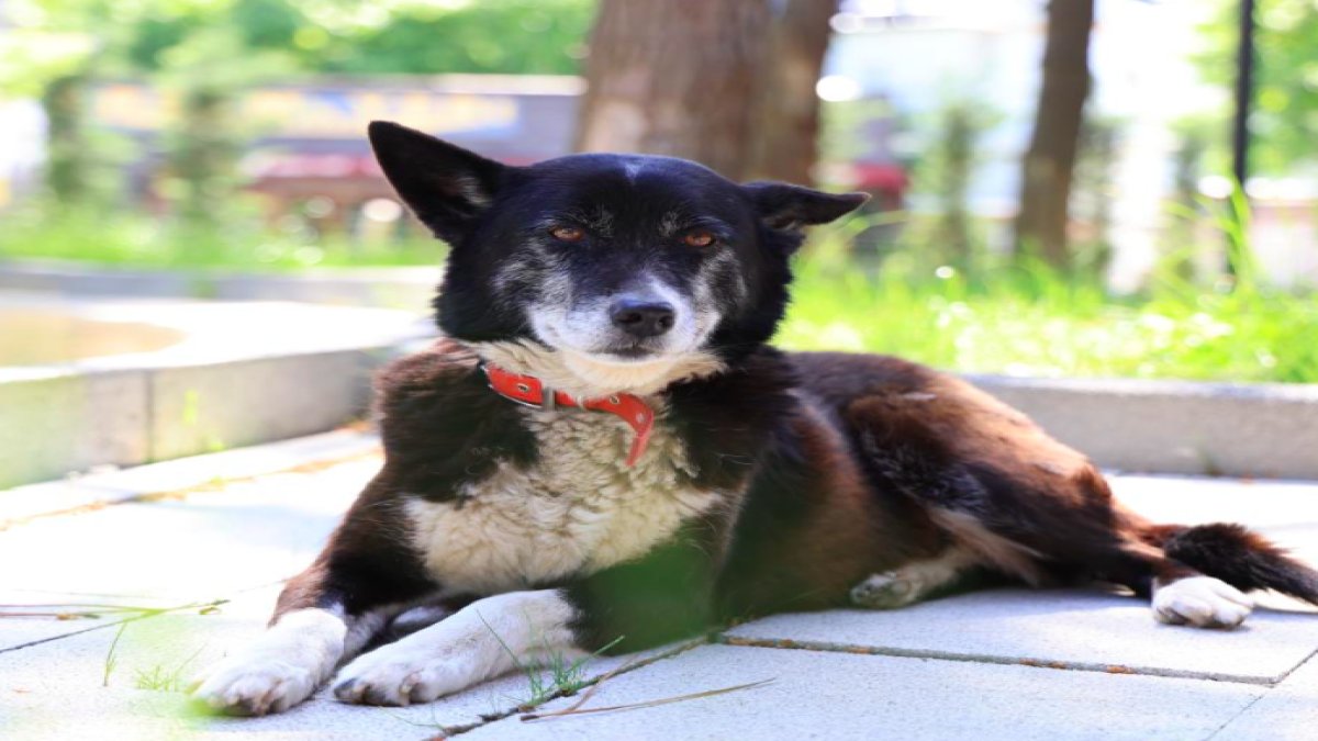 İşkence edilen 'Lokum' köpek hayata yeniden tutundu