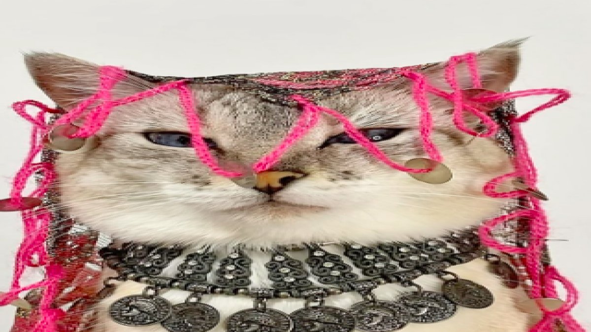 Makyaj trendini gerçekleştiren kedi sosyal medyayı salladı!