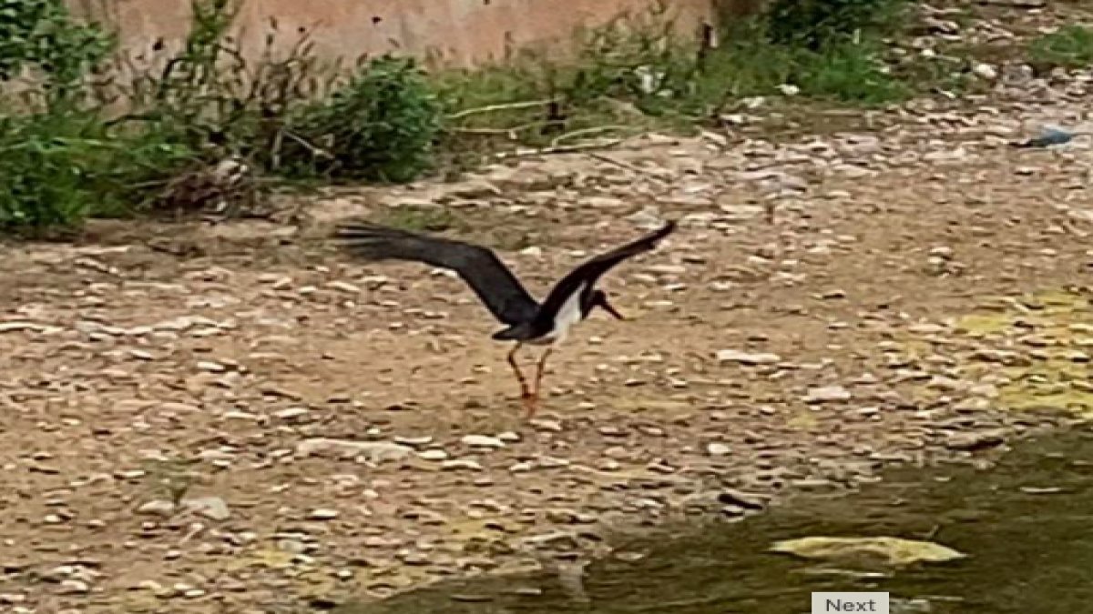 Nadir görülen kara leylek Çankırı'da görüntülendi