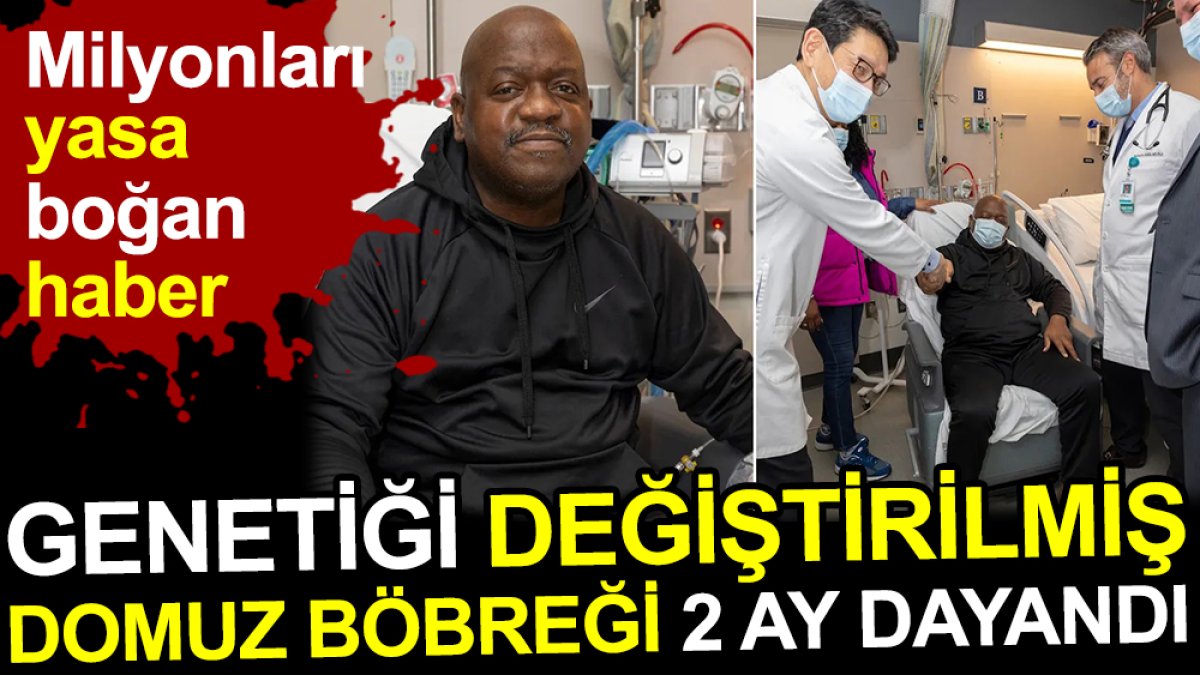 Genetiği değiştirilmiş domuz böbreği 2 ay dayandı. Milyonları yasa boğan haber