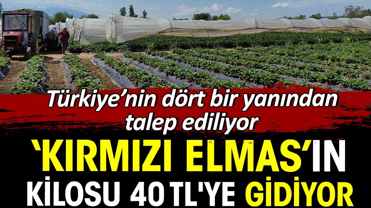 'Kırmızı elmas' diye biliniyor kilosu 40 TL'ye gidiyor. Türkiye’nin dört bir yanından talep ediliyor