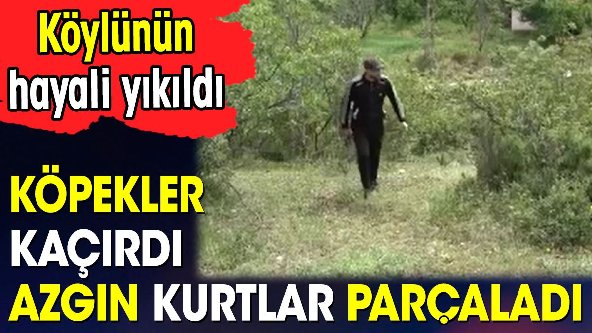 Köpekler kaçırdı azgın kurtlar parçaladı. Köylünün hayali yıkıldı