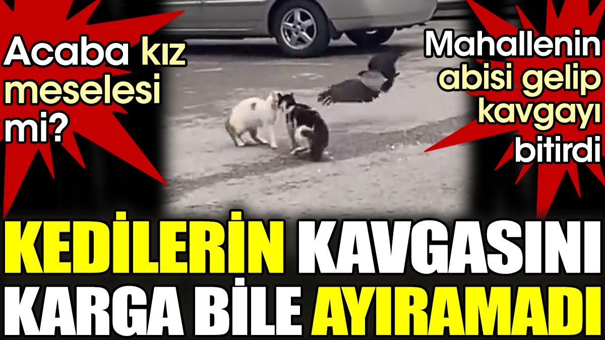 Kedilerin kavgasını karga ile köpek de katıldı. Acaba kız meselesi yüzünden mi çıktı