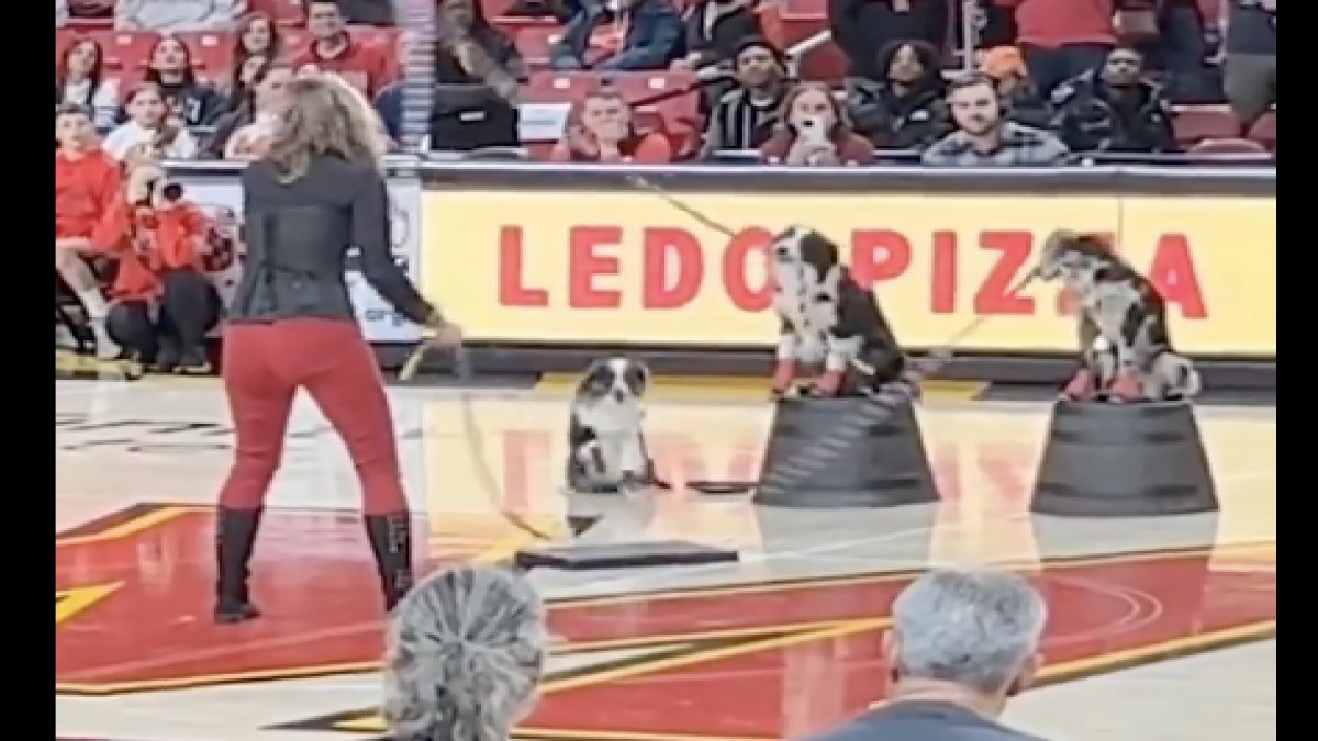 İp atlayan köpekler şovlarıyla spor müsabakasına renk kattılar