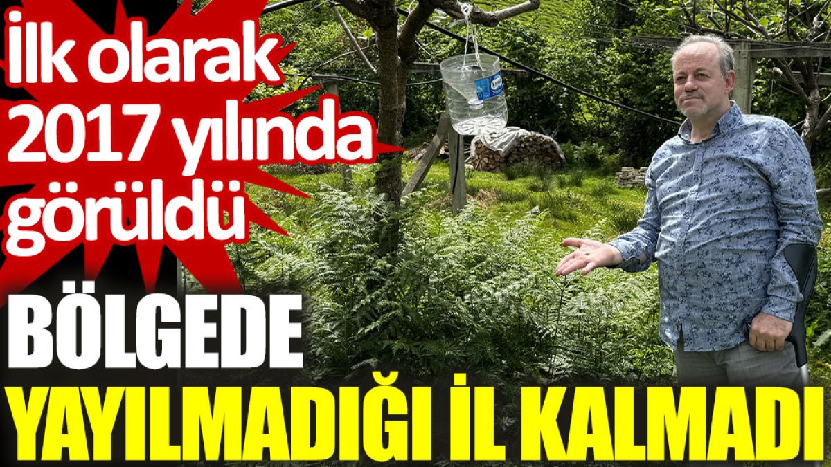 İlk olarak 2017 yılında görüldü, bölgede yayılmadığı il kalmadı