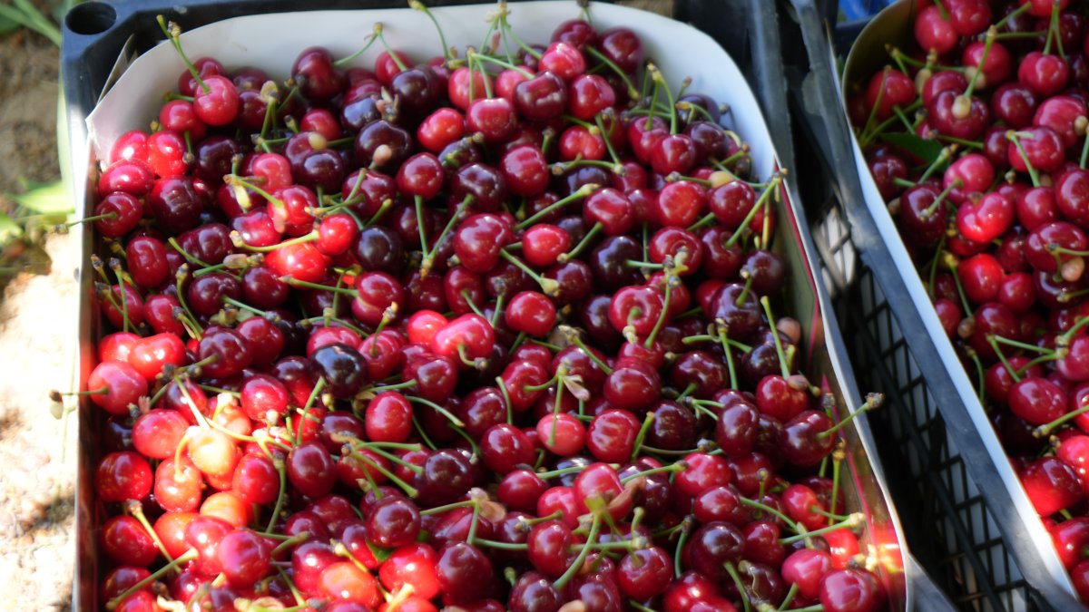 Kara bodur cinsi tarlada 39, markette ise 199 liradan gidiyor!