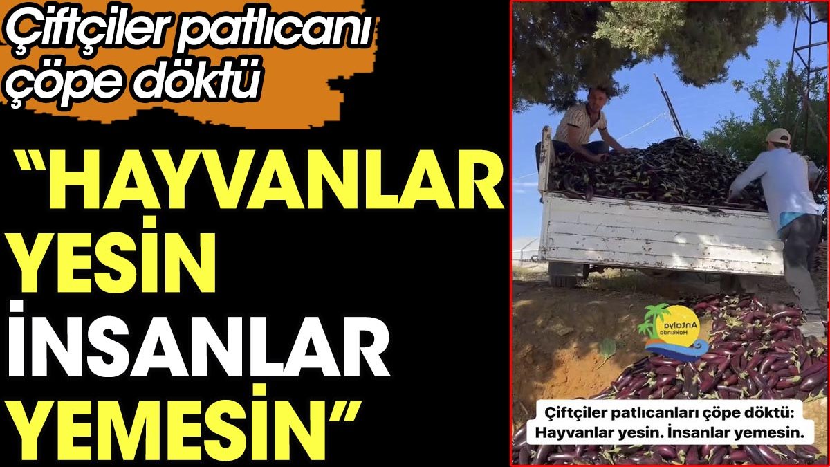 Çiftçiler patlıcanı çöpe döktü. 'Hayvanlar yesin insanlar yemesin'