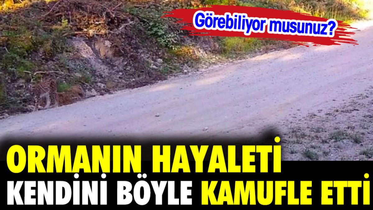 Ormanın hayaleti kendini böyle kamufle etti