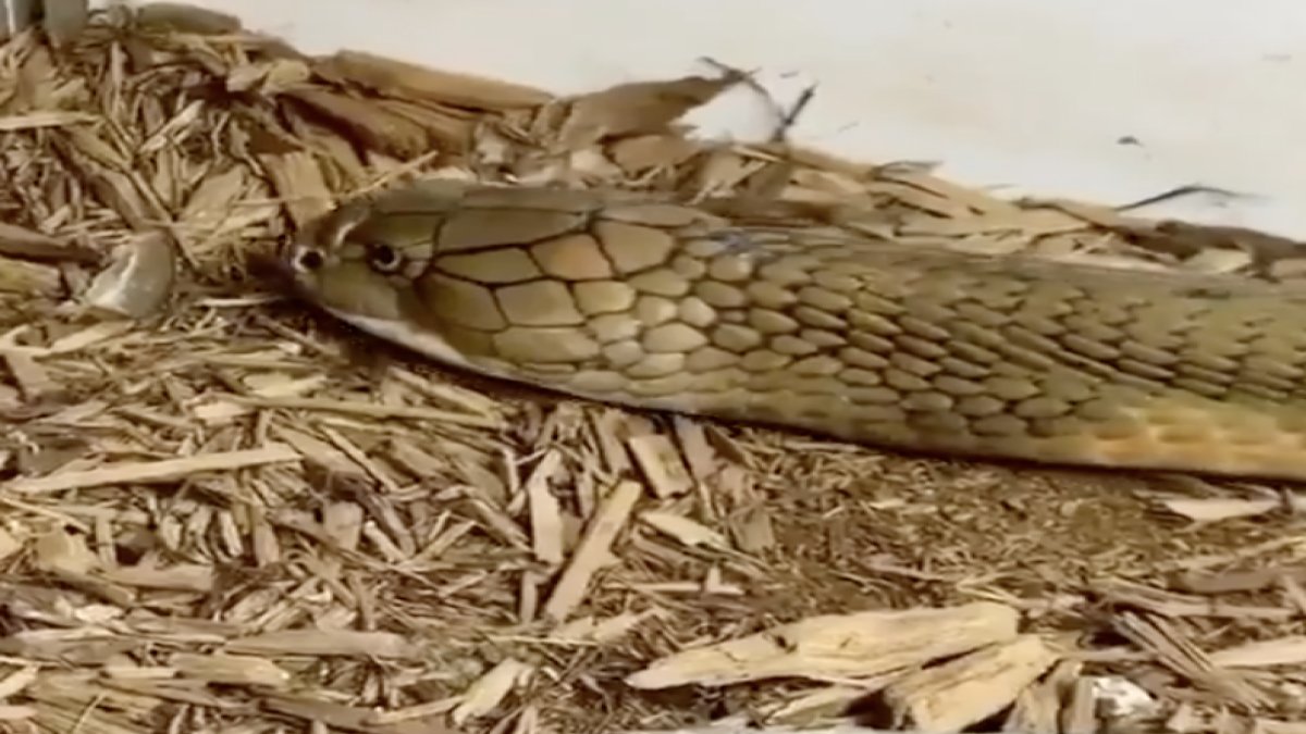Deri değiştiren kral kobra videosu viral oldu
