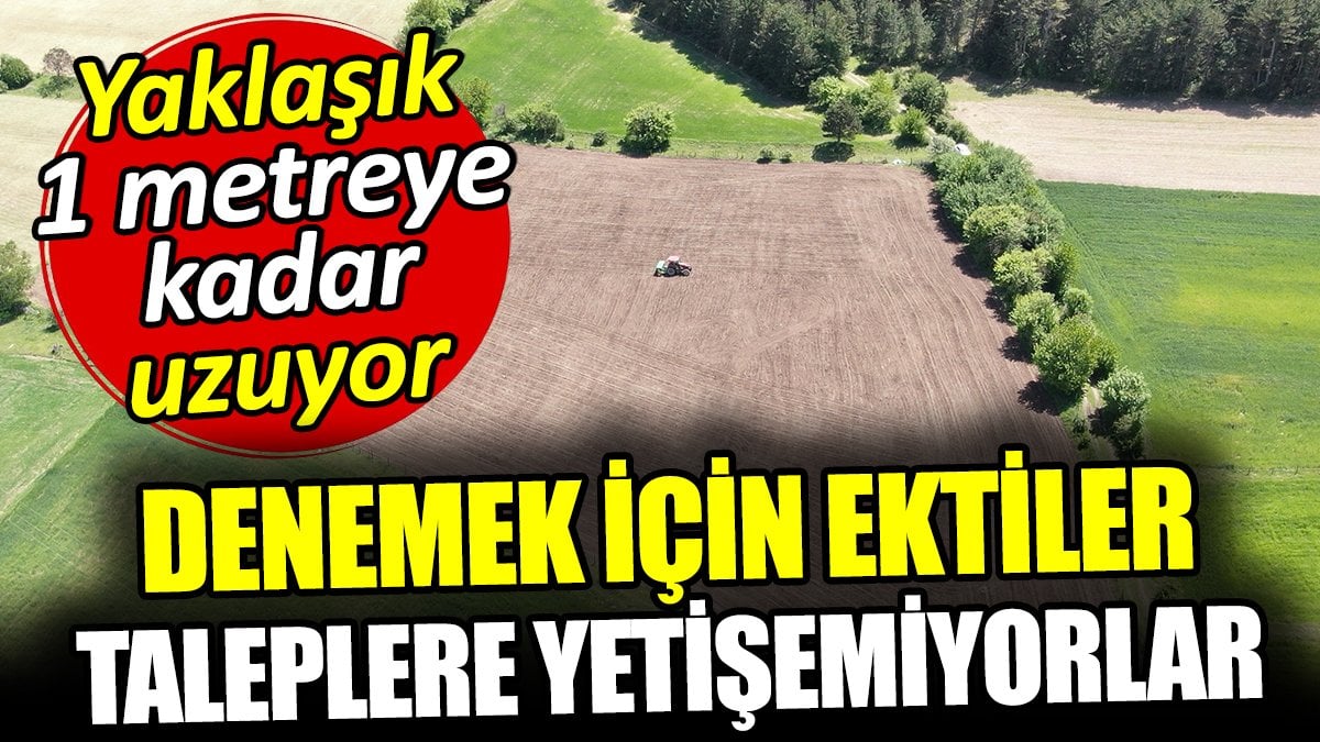 Denemek için ektiler, taleplere yetişemiyorlar! Yaklaşık 1 metreye kadar uzuyor