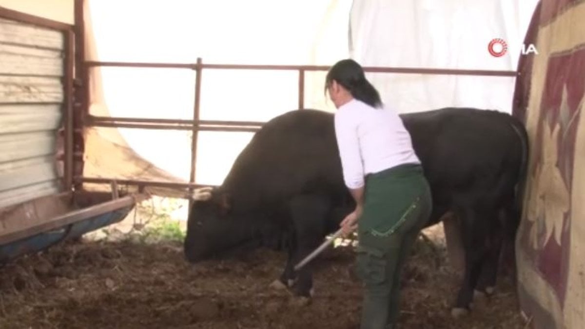 Feriştah Hanım'ın boğa sevgisi görenleri şaşırtıyor