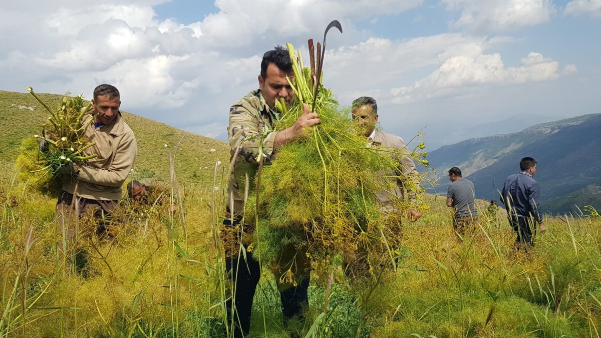 Derecik'te kuzu otu mesaisi